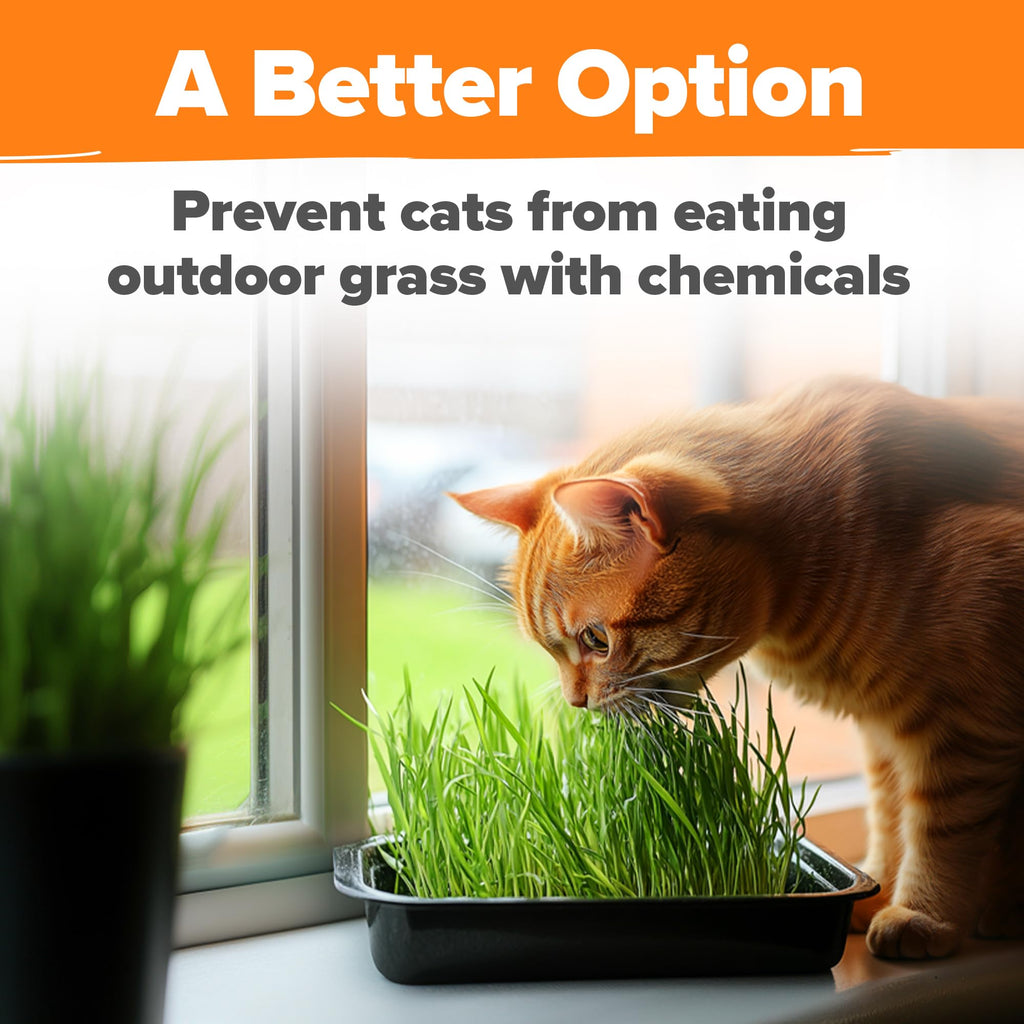 Organic Cat Grass Seeds 8oz Oat & Barley R675