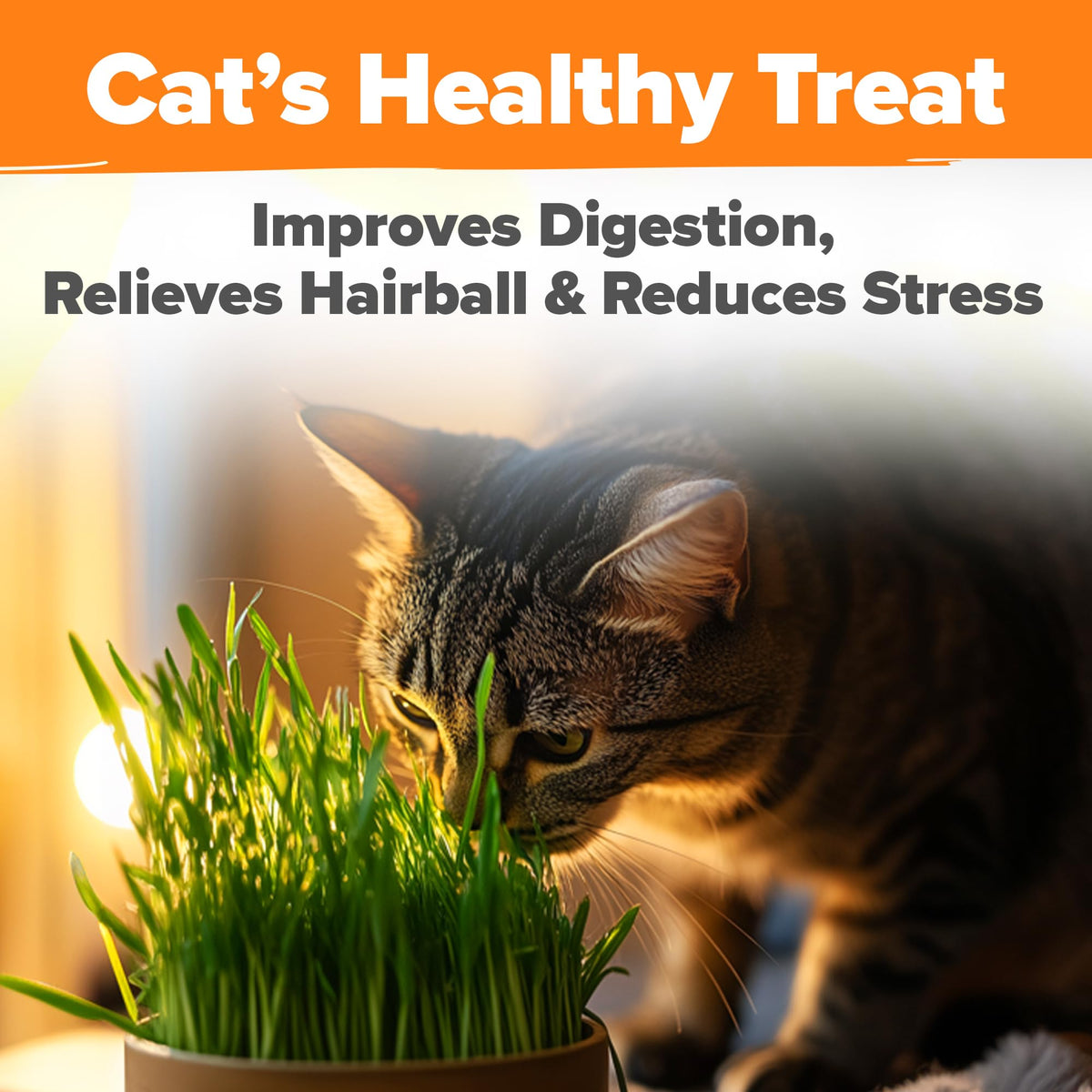 Organic Cat Grass Seeds 8oz Oat & Barley R675