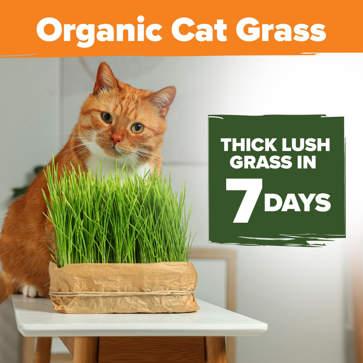 Organic Cat Grass Seeds 8oz Oat & Barley R675
